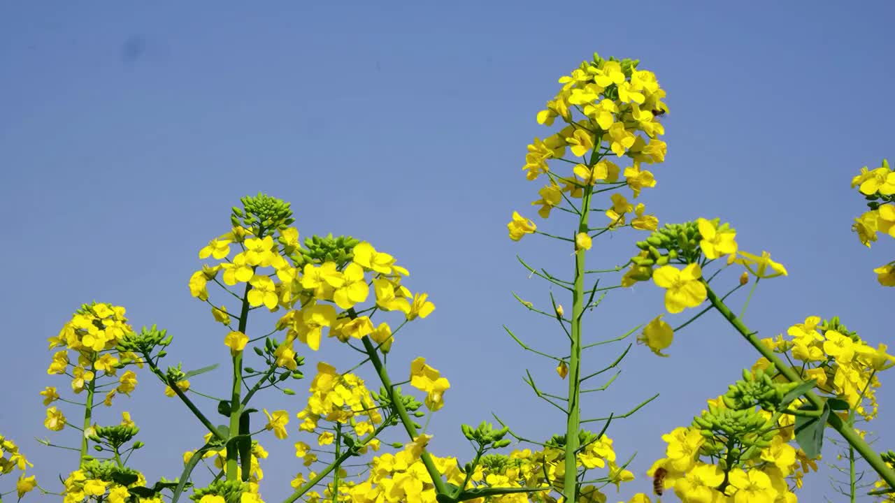 中国四川省绵阳市户外，白昼，油菜花，视频素材