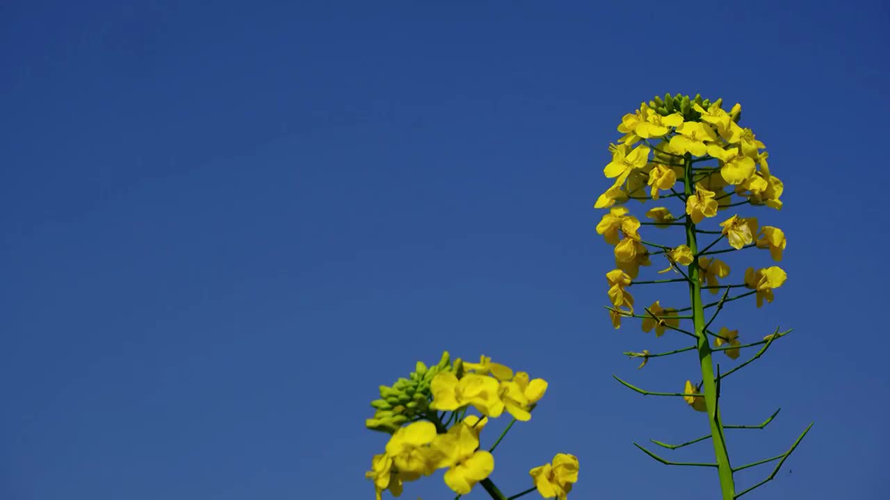 中国四川省绵阳市户外，白昼，油菜花，视频素材