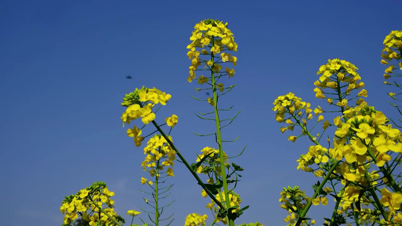 中国四川省绵阳市户外，白昼，油菜花，视频素材