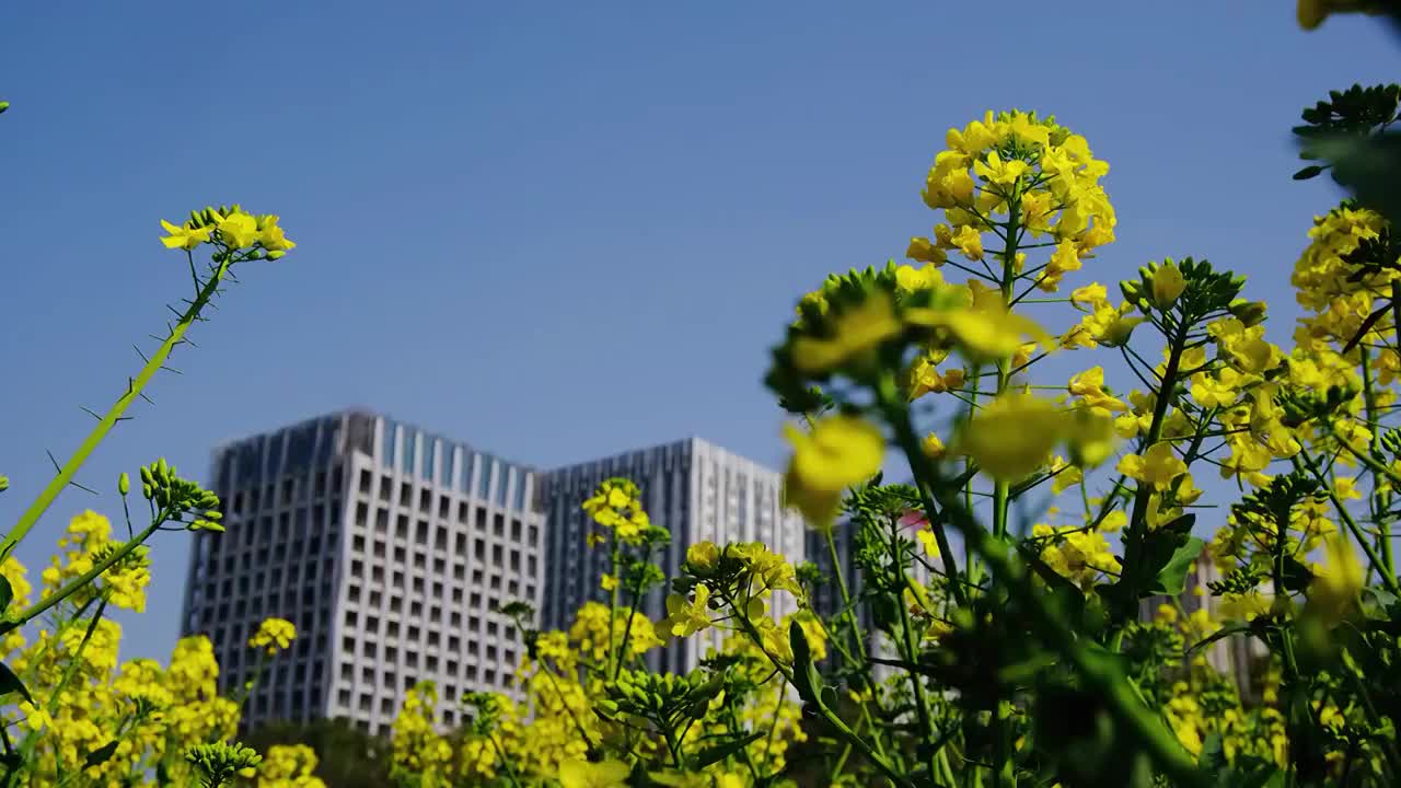 中国四川省绵阳市户外，白昼，油菜花，视频素材