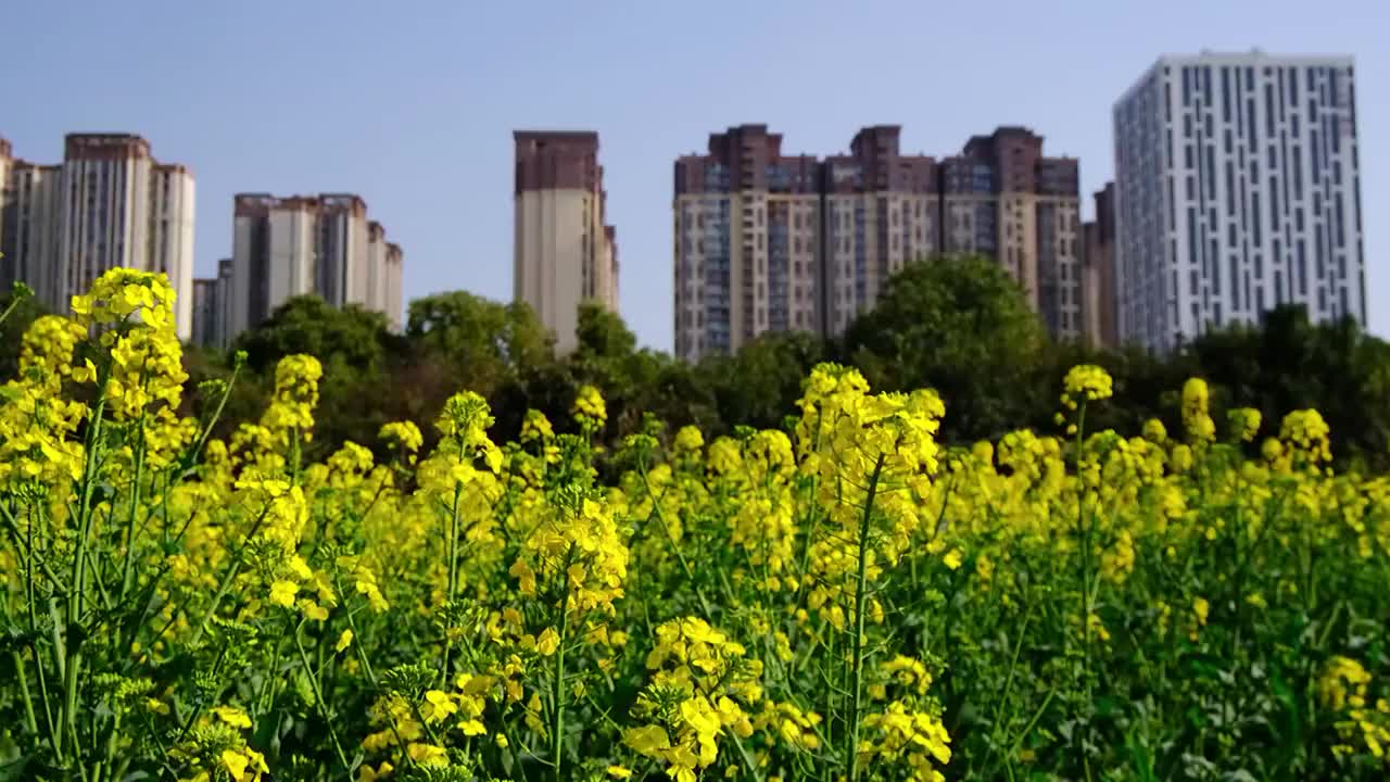 中国四川省绵阳市户外，白昼，油菜花，视频素材