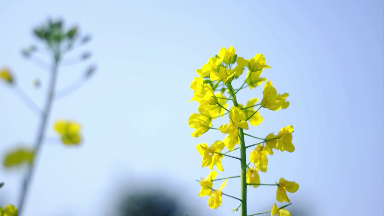 中国四川省绵阳市户外，白昼，油菜花，视频素材