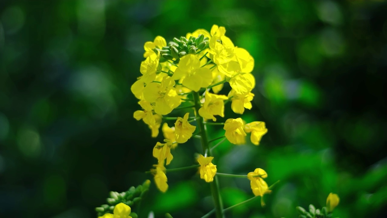 中国四川省绵阳市户外，白昼，油菜花，视频素材