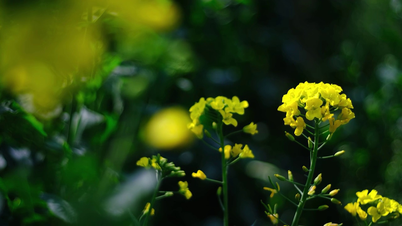 中国四川省绵阳市户外，白昼，油菜花，视频素材