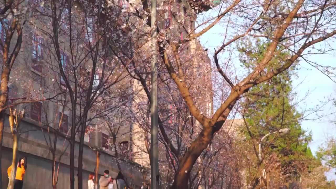 武汉大学樱花视频素材