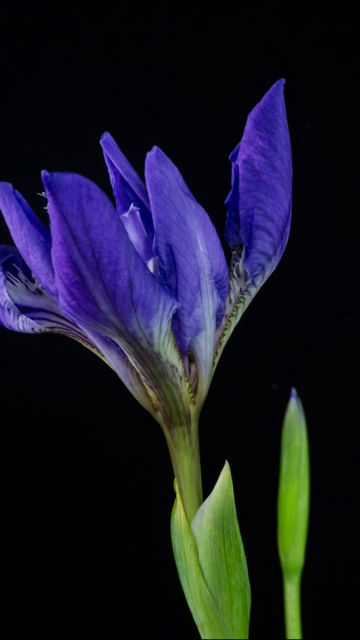 花开延时，植物开花延时视频素材