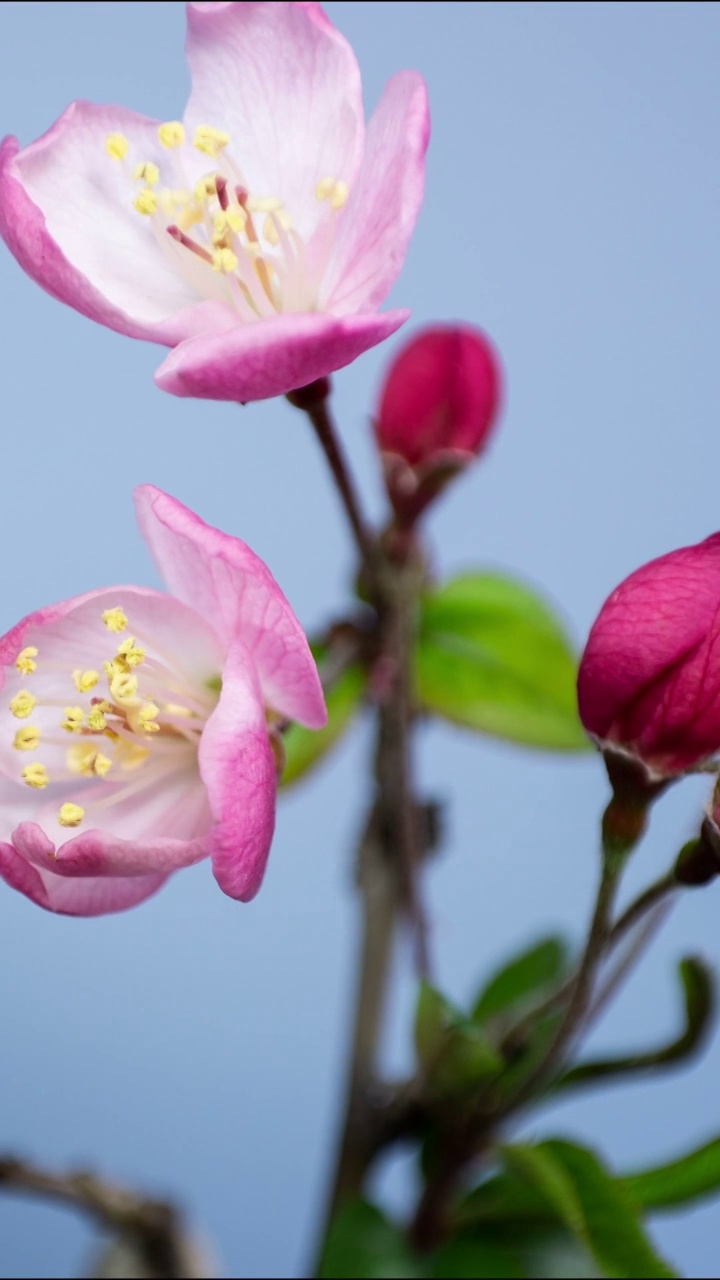 花开延时，植物开花延时视频素材