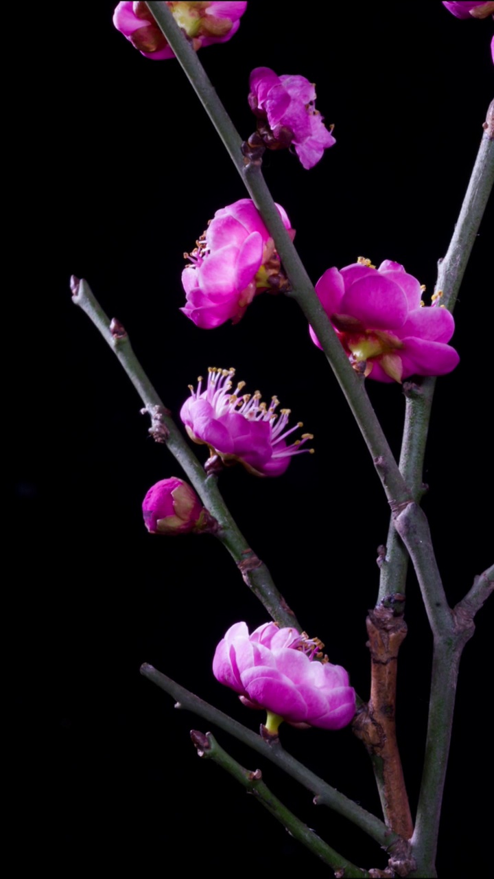 花开延时，植物开花延时视频素材