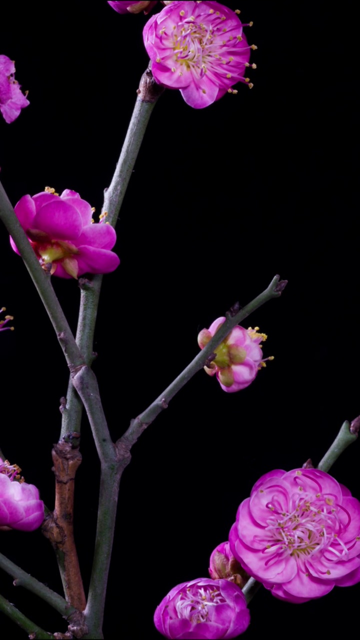 花开延时，植物开花延时视频素材