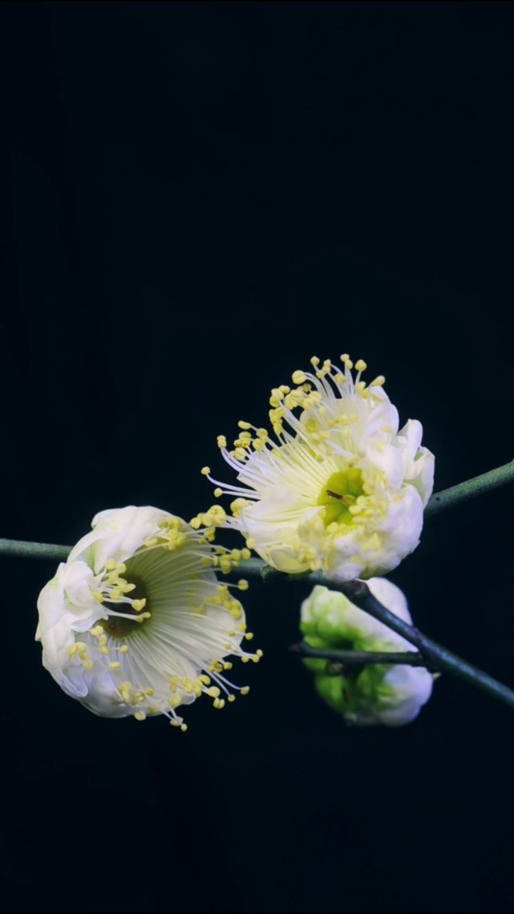 花开延时，植物开花延时视频素材