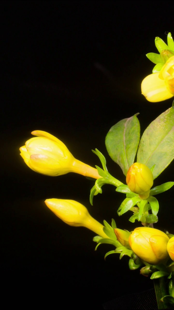 花开延时，植物开花延时视频素材