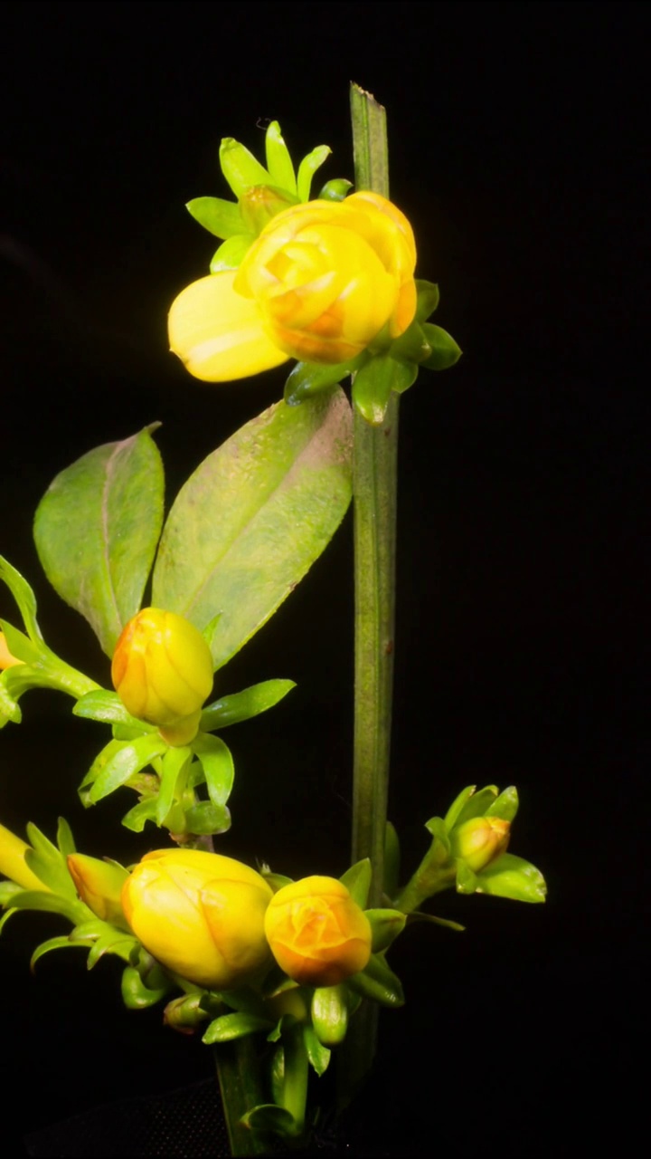 花开延时，植物开花延时视频素材