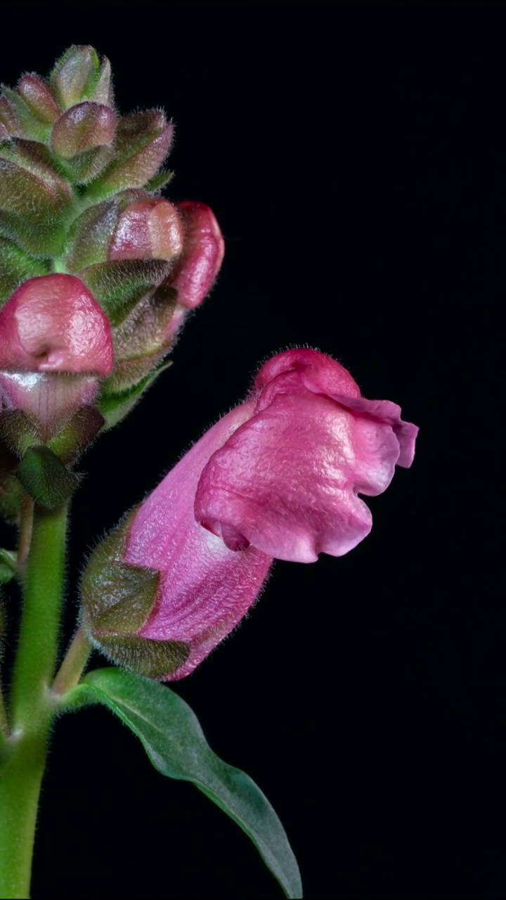 花开延时，植物开花延时视频素材