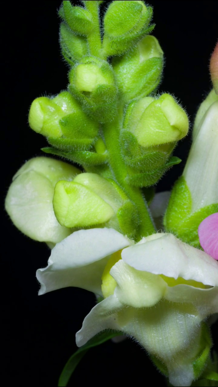 花开延时，植物开花延时视频素材