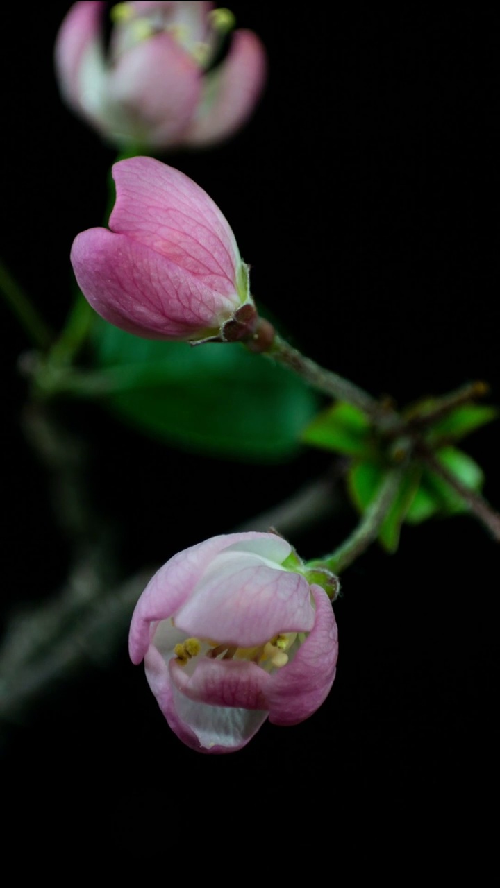 花开延时，植物开花延时视频素材