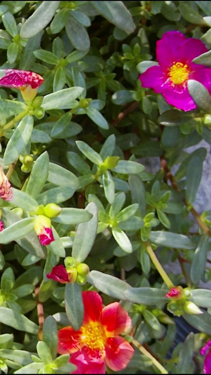 花开延时，植物开花延时视频素材