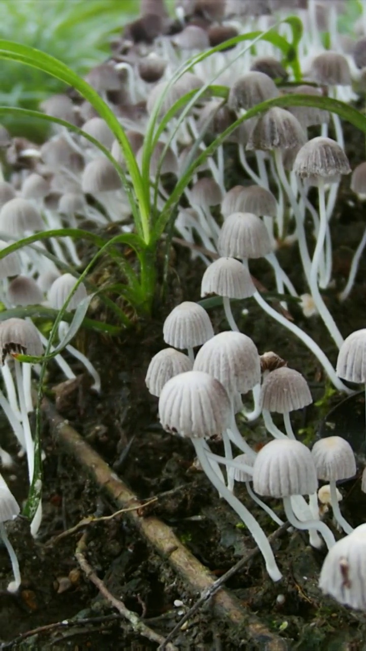 花开延时，植物开花延时视频素材