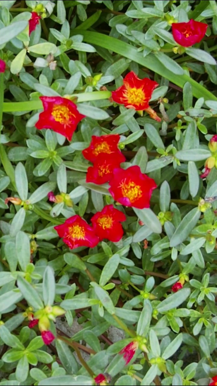 花开延时，植物开花延时视频素材