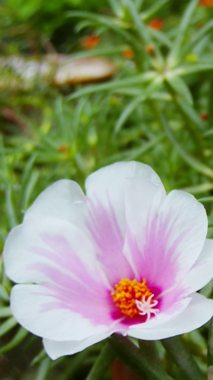 花开延时，植物开花延时视频素材