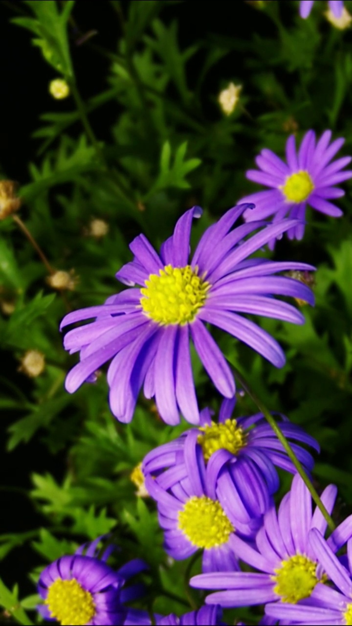 花开延时，植物开花延时视频素材