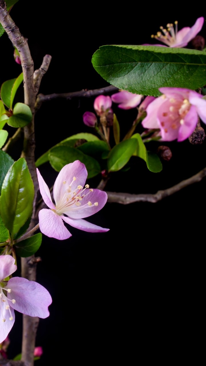 花开延时，植物开花延时视频素材