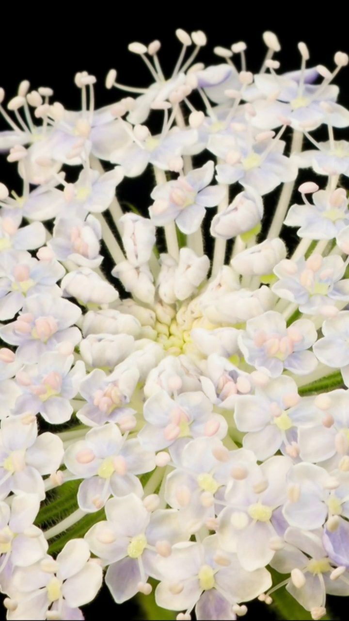 花开延时，植物开花延时视频素材