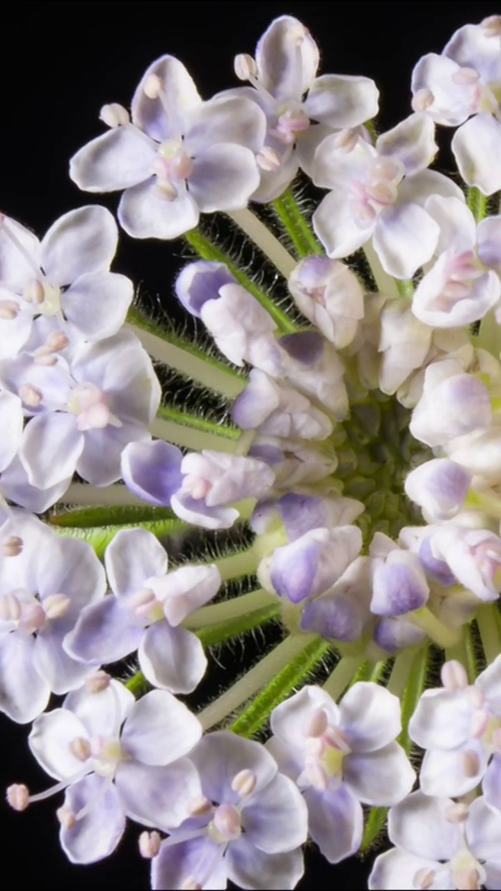 花开延时，植物开花延时视频素材