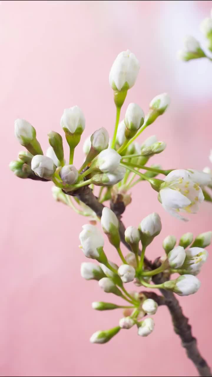 花开延时，开花延时摄影视频素材