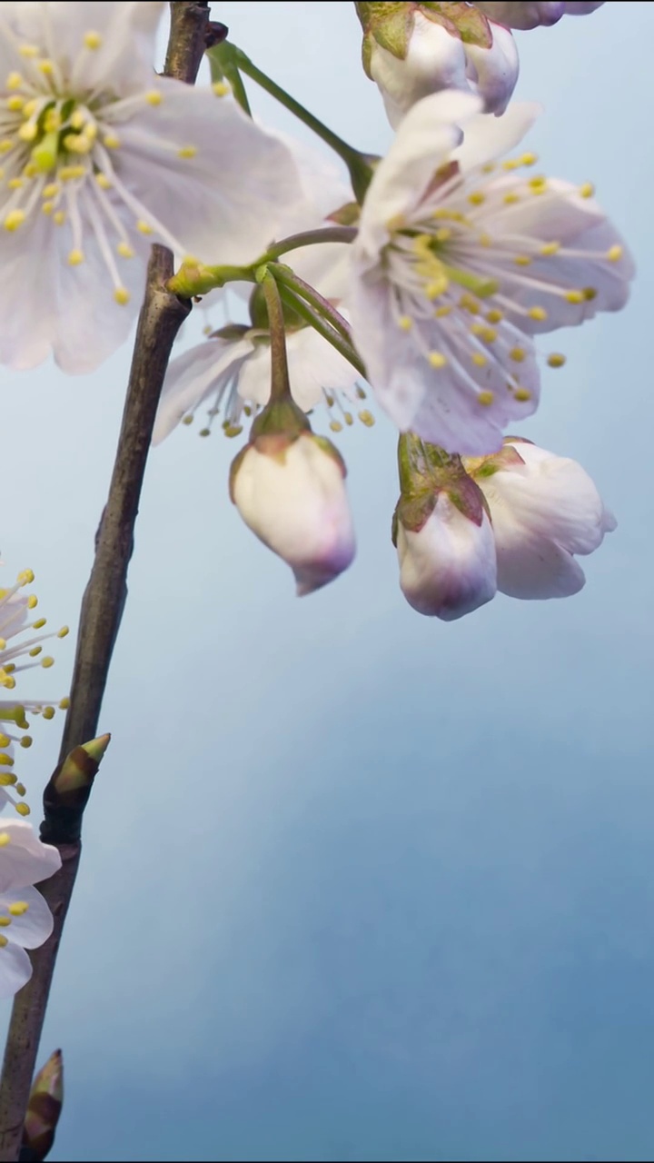 花开延时，开花延时摄影视频素材