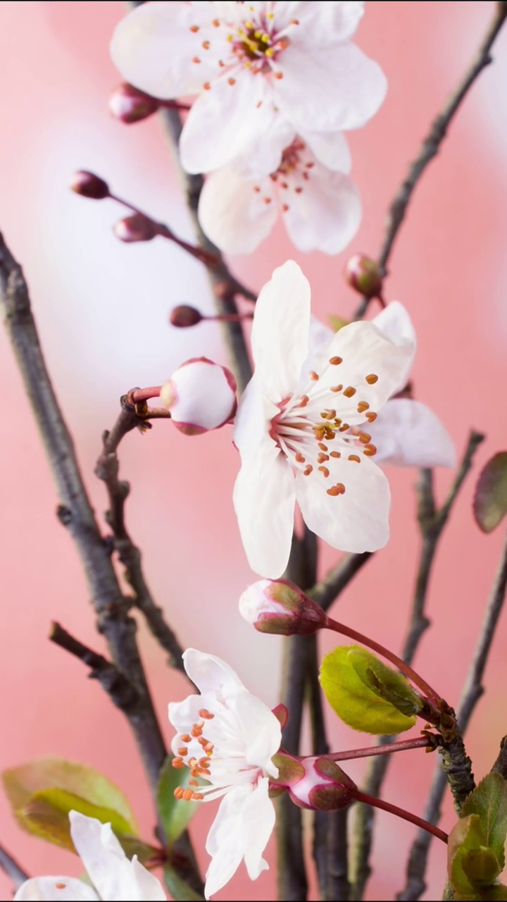 花开延时，开花延时摄影视频素材