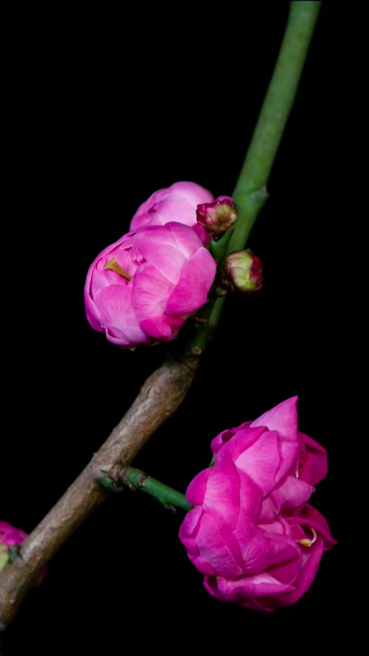 花开延时，开花延时摄影视频素材