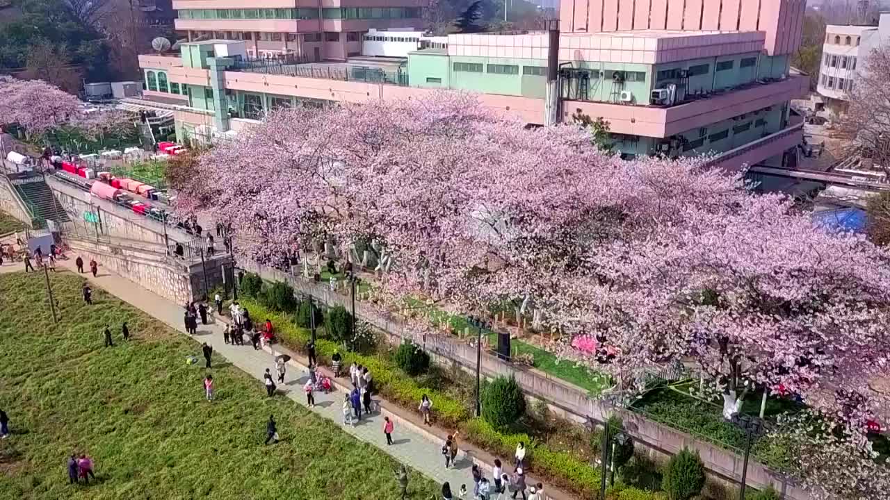 武汉春天长江边的晴川饭店樱花视频素材