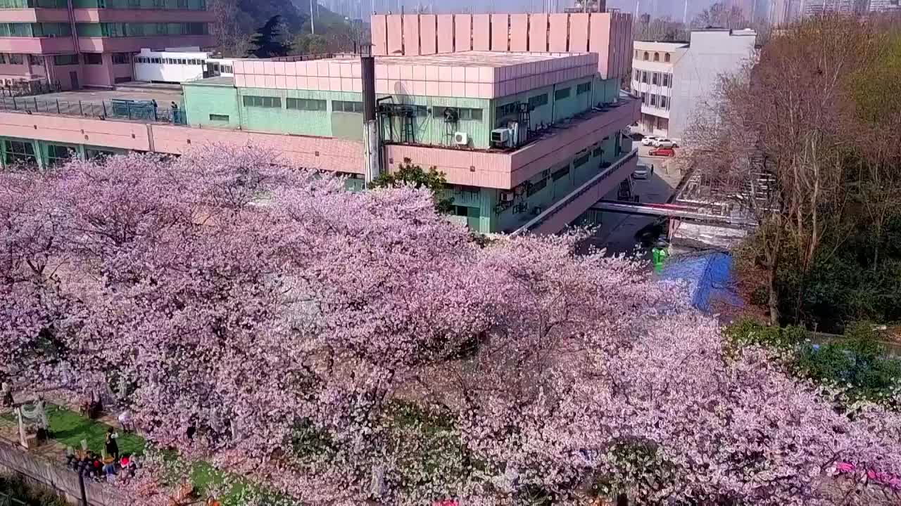 春天武汉长江边的晴川饭店樱花视频素材