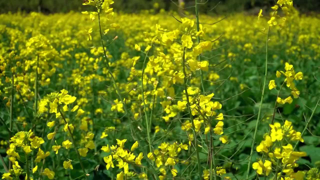 春天盛开的油菜花，一个男子走过田地欣赏风景。视频素材