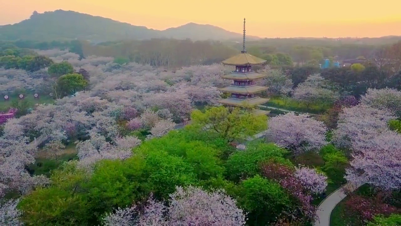 武汉东湖樱花园春天五重塔日出朝霞航拍视频素材