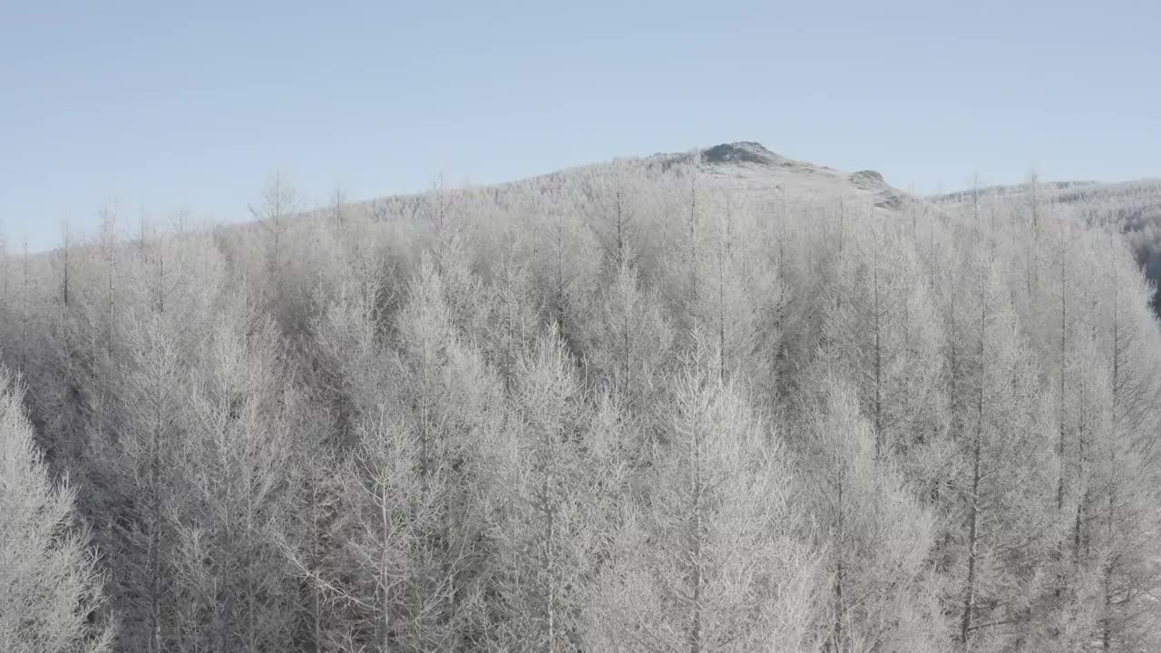 冬季松树林雪景视频素材