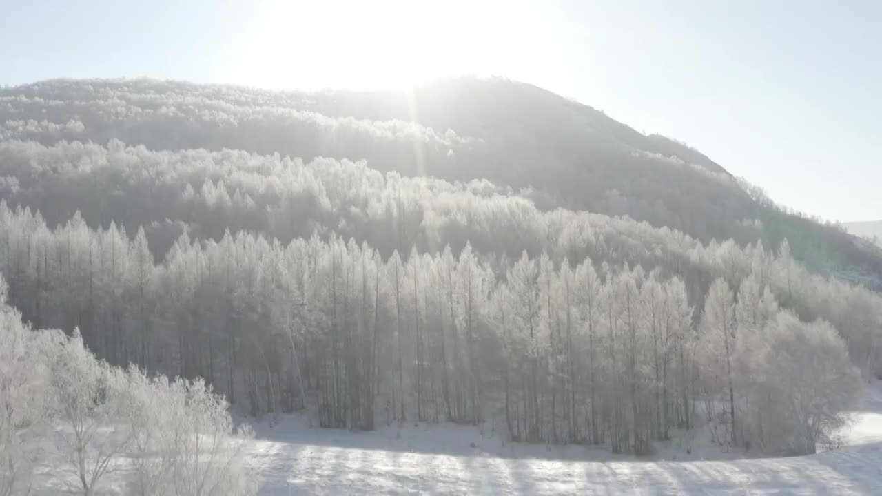 冬季松树林雪景视频素材