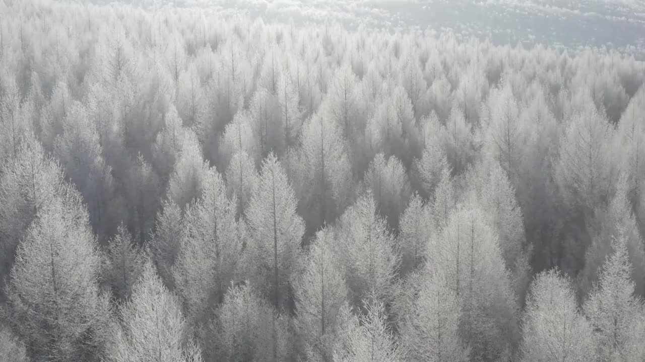 冬季松树林雪景视频素材