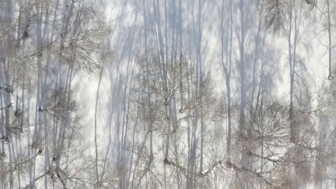 冬季草原雪景视频素材