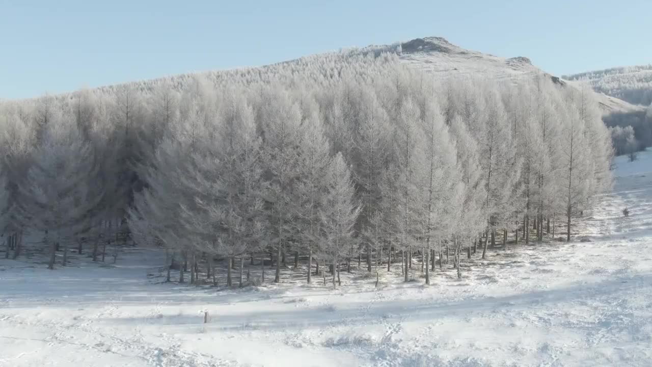 冬季松树林雪景视频素材