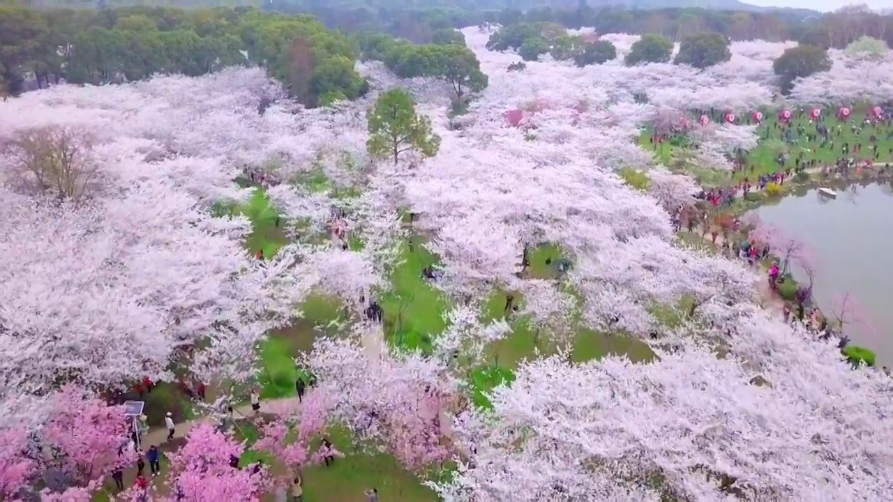 春天航拍樱花树樱花绽放视频素材