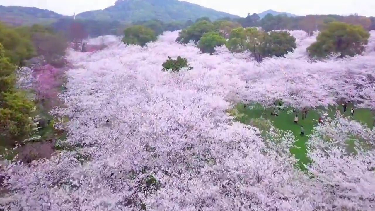 春天武汉东湖樱花园樱花绽放视频素材