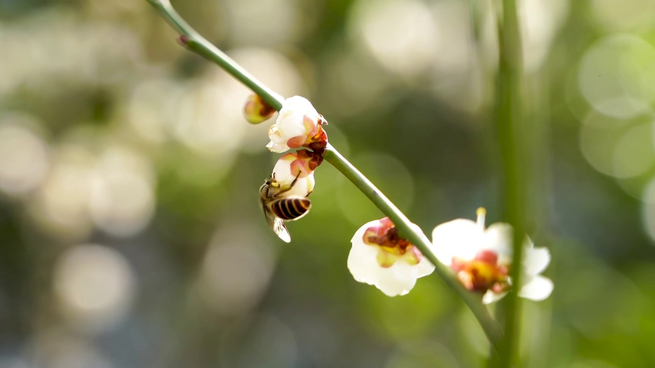 春季蜜蜂在梅花花瓣中采蜜视频素材