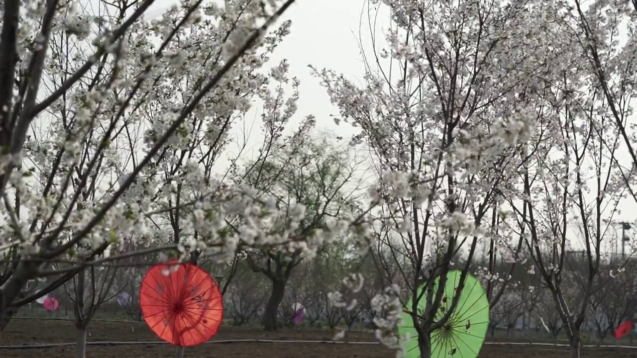 樱花园林视频素材画面1