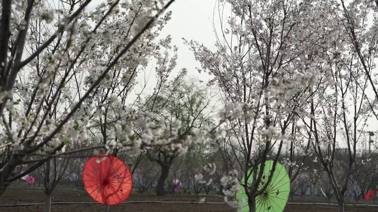 樱花园林视频素材画面2