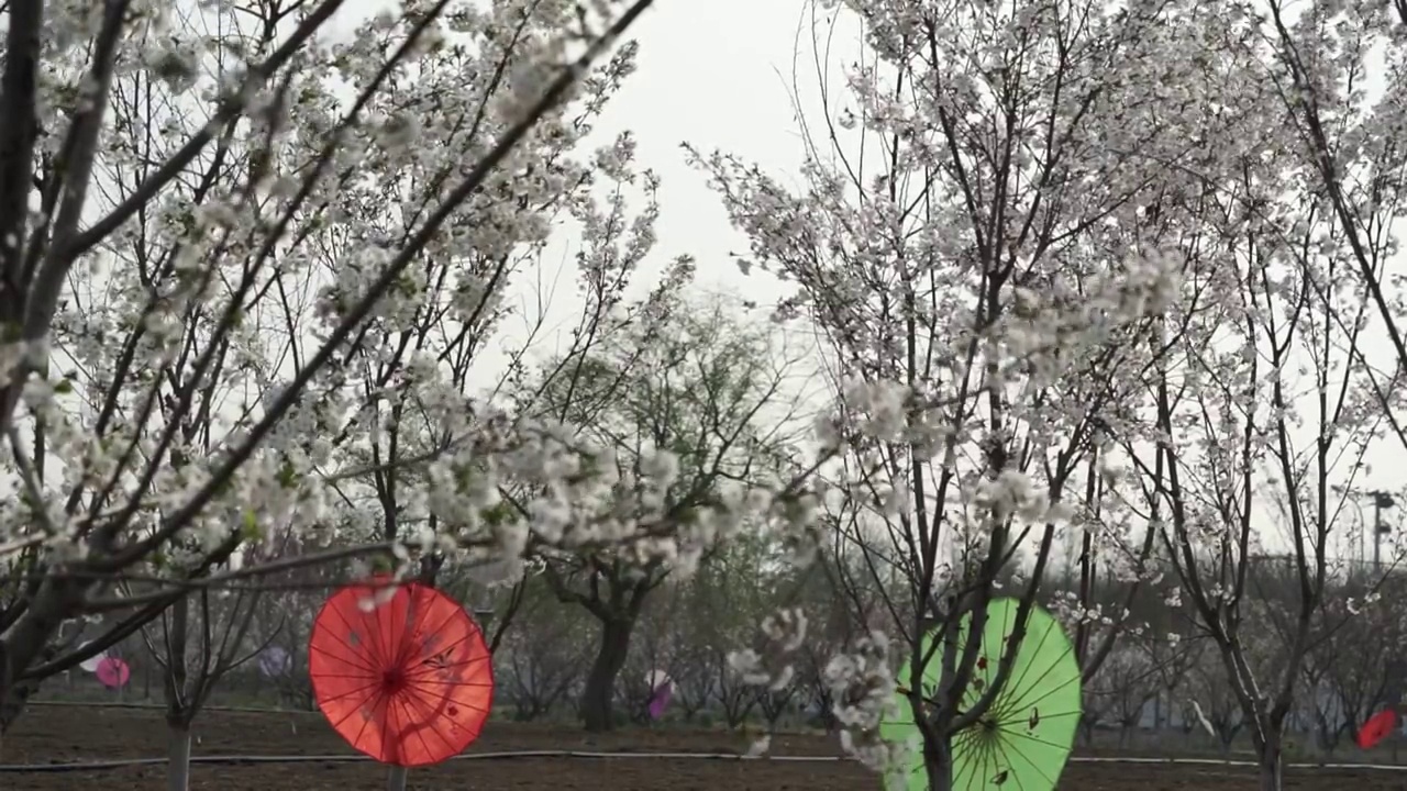 樱花园林视频素材画面3
