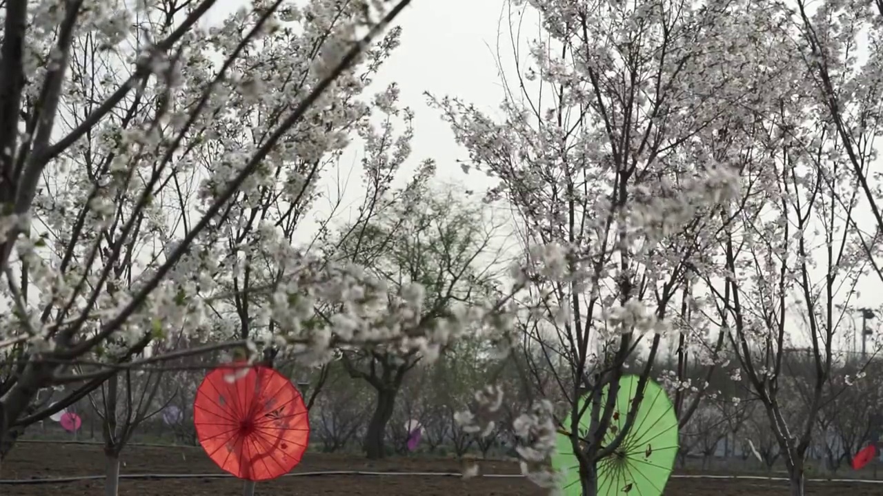 樱花园林视频素材画面4