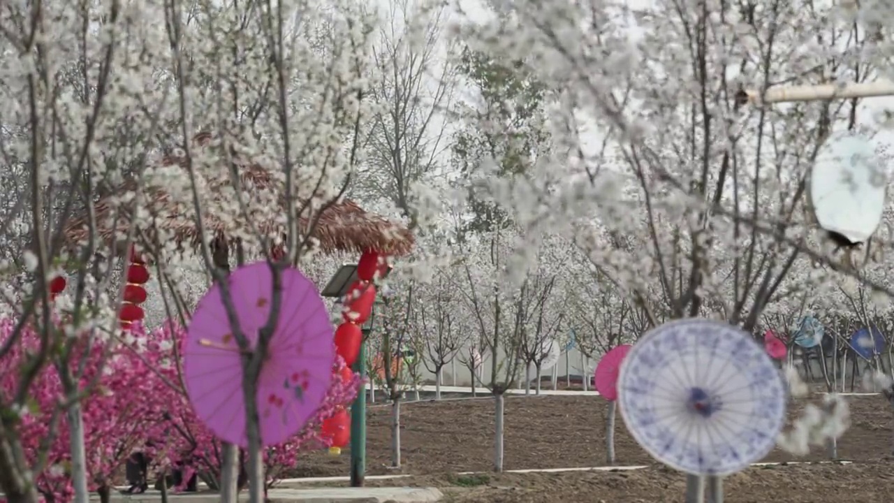 樱花园林视频素材画面2