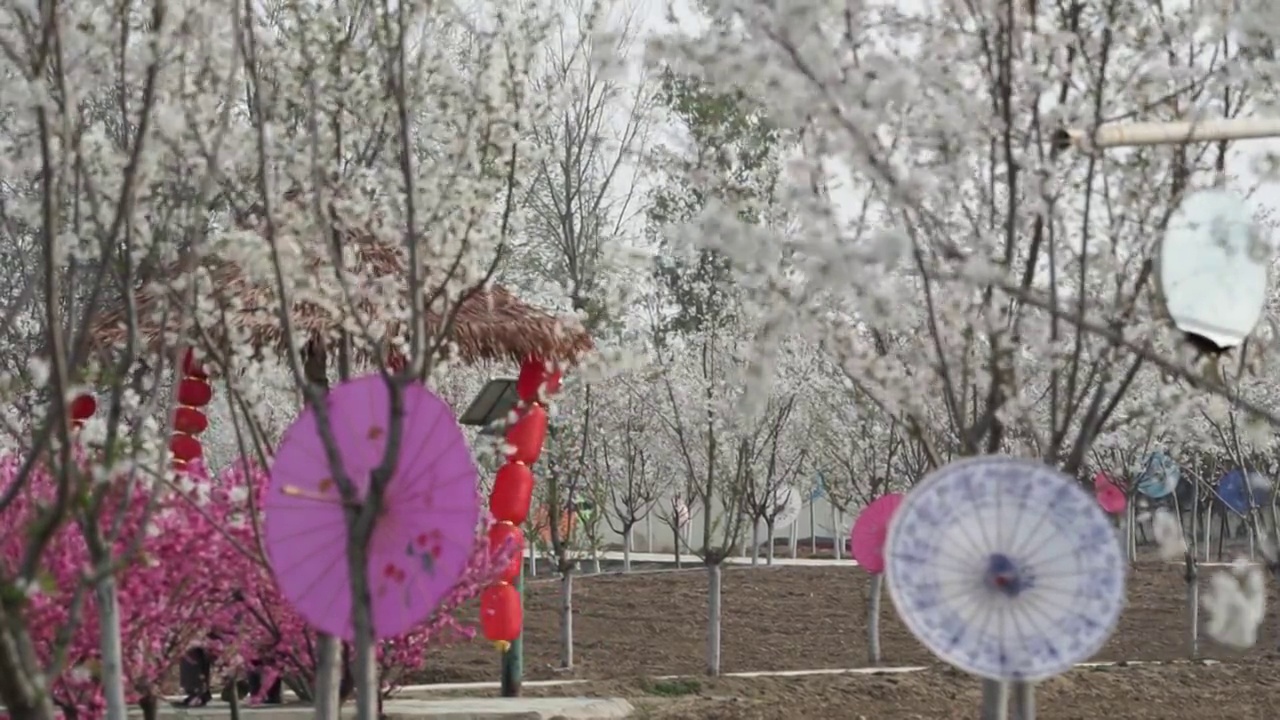 樱花园林视频素材画面3