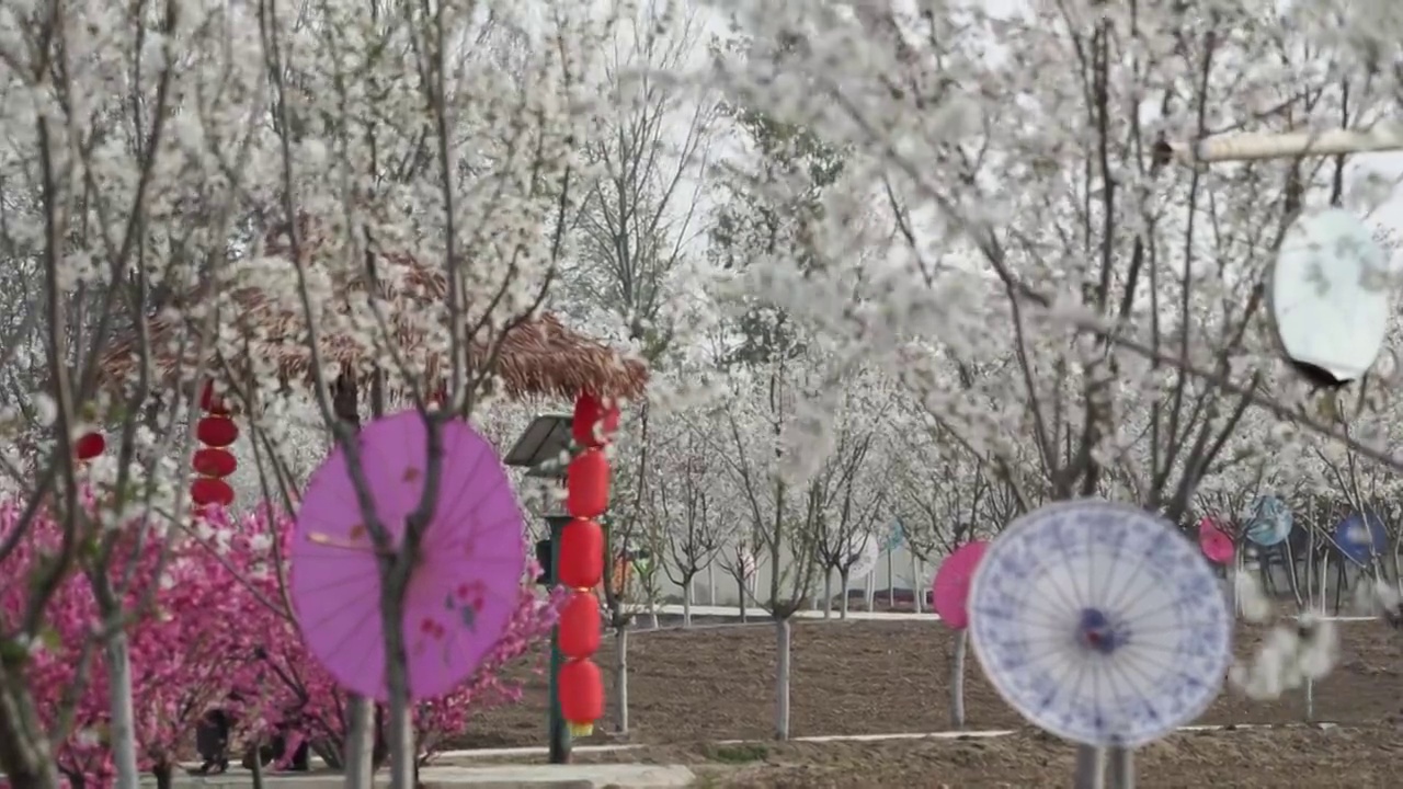 樱花园林视频素材画面4